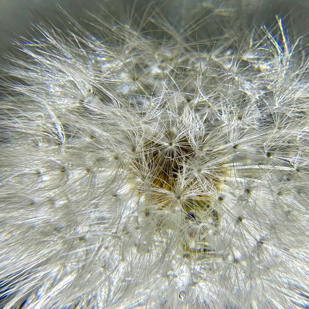 Lampe mit echter Pusteblume