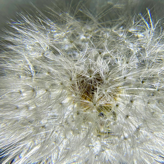 Lampe mit echter Pusteblume